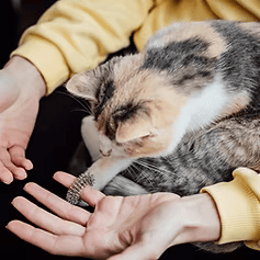 soins pour chat genève