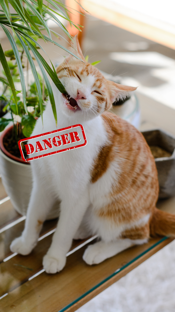 Pourquoi se méfier des plantes d'intérieur quand on a un chat ? Les plantes toxiques pour les chats à éviter absolument.