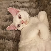comportementaliste chats geneve