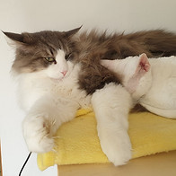 comportementaliste chats geneve