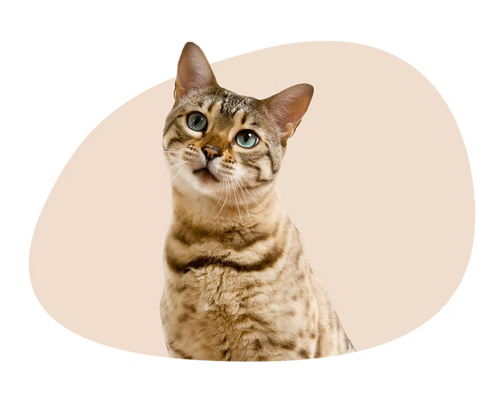 Naturopathie animalière Genève