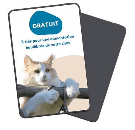 magnetisme chat genève suisse
