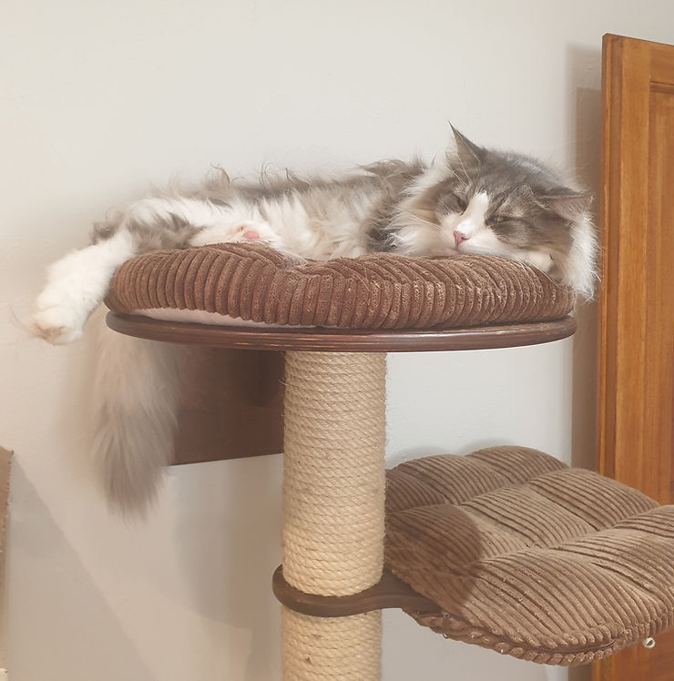 Pourquoi les chats aiment-ils dormir en hauteur ? Cet article explore les raisons comportementales et instinctives de ce choix, et vous donne des idées pour aménager votre maison en conséquence.