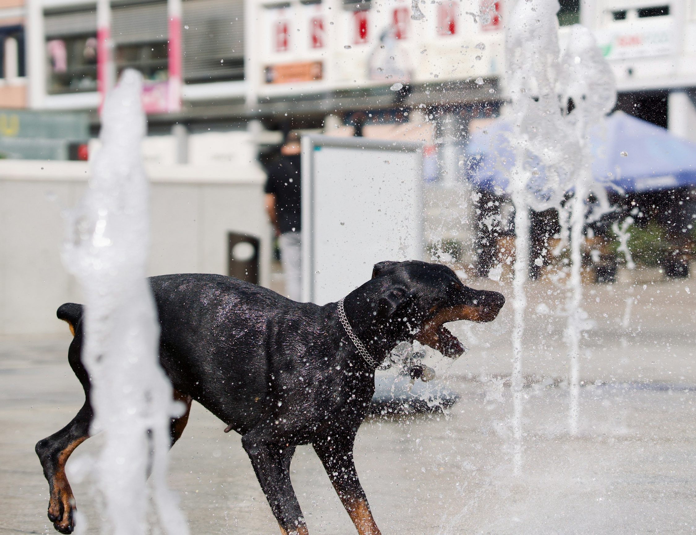 Comment rafraîchir son chien ou son chat l'été à Genève ou ailleurs