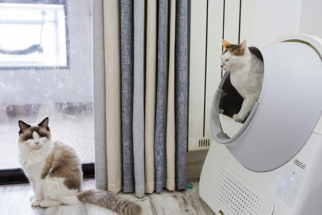 Comportementaliste chat à Genève : quand consulter et pour quels troubles ?