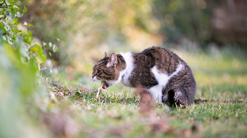 Mon chat vomit souvent, est-ce grave ? Comment l’aider au naturel, sans lui faire de mal ?
